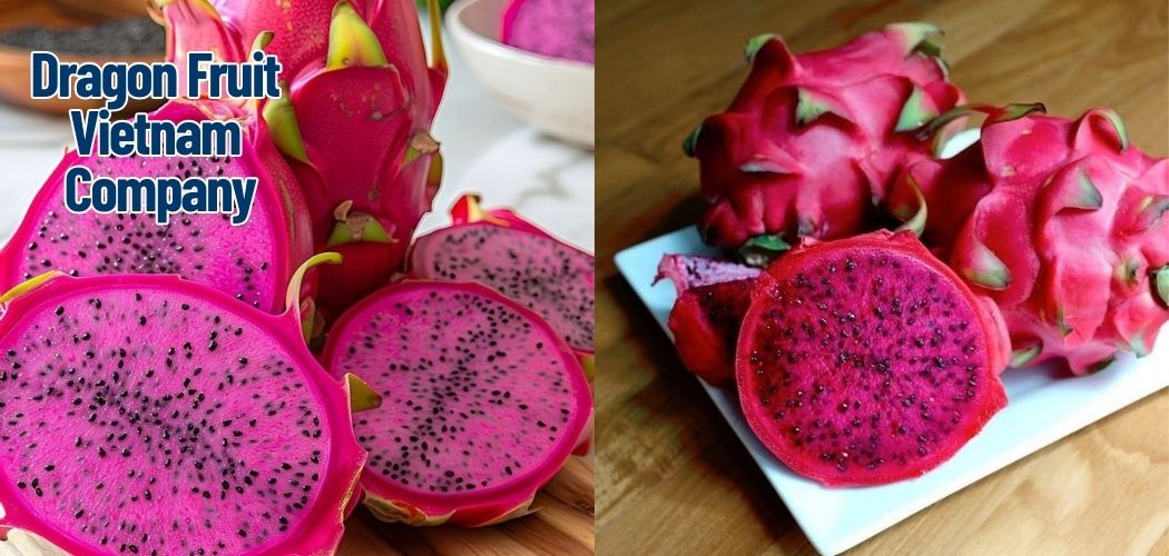 Dragon Fruit Vietnam Company 1