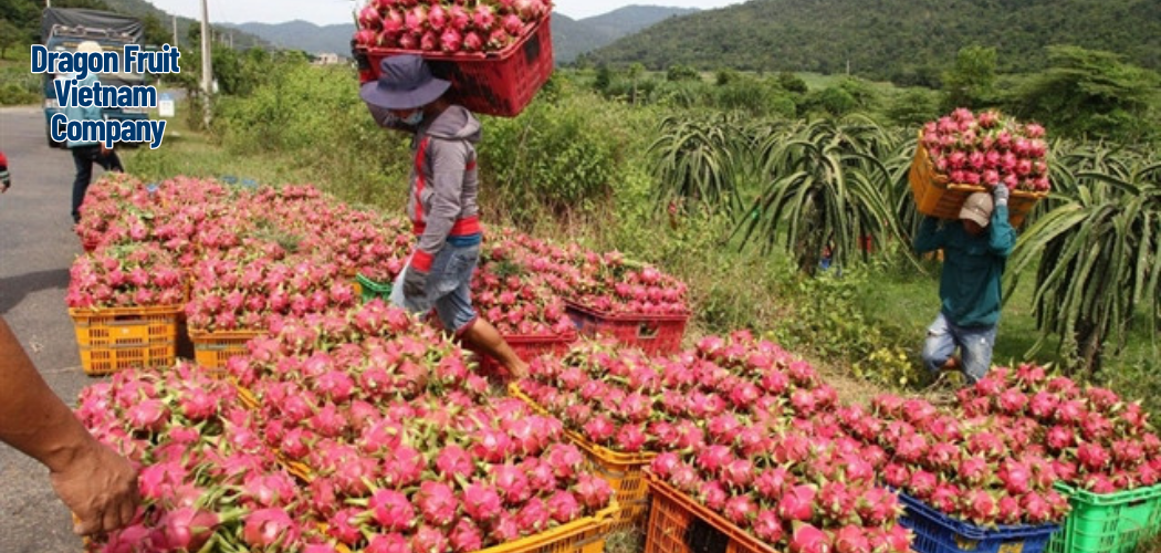 Dragon Fruit Vietnam Company