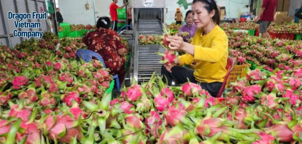 Dragon Fruit Vietnam Company