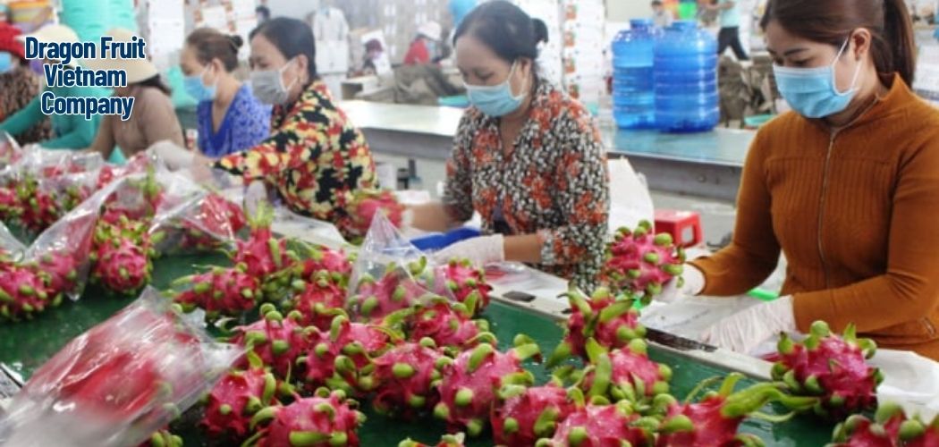 Dragon Fruit Vietnam Company