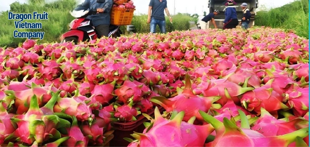 Dragon Fruit Vietnam Company