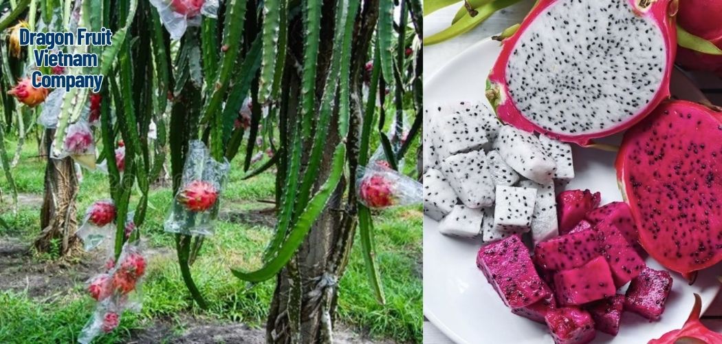 Dragon Fruit Vietnam Company 2