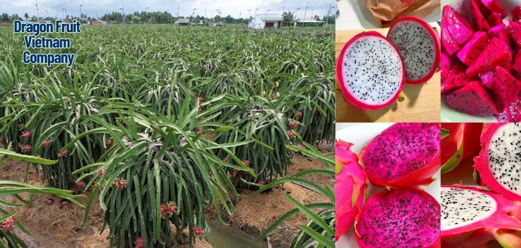 Dragon Fruit Vietnam Company 3