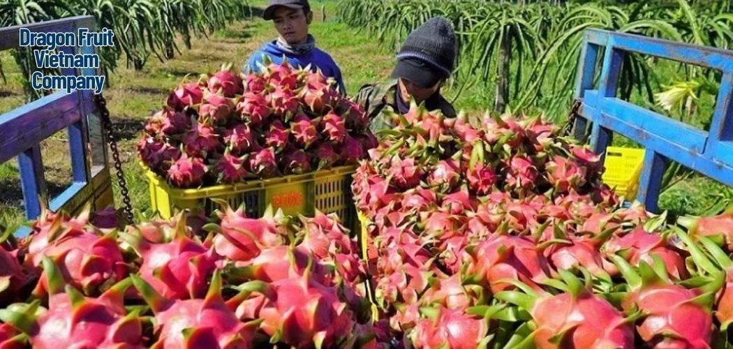 Dragon Fruit Vietnam Company 4