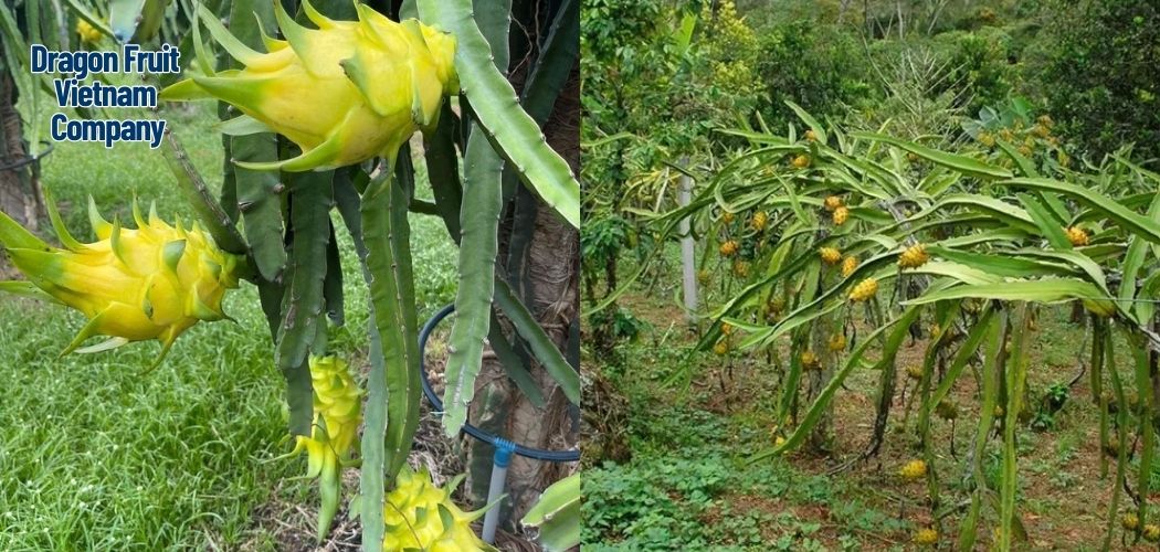 Dragon Fruit Vietnam Company 5