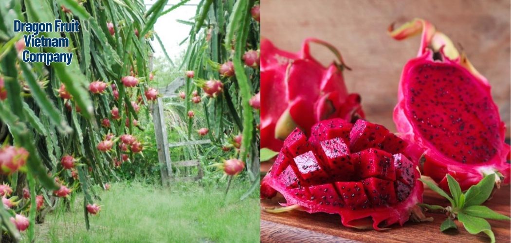 Dragon Fruit Vietnam Company 7