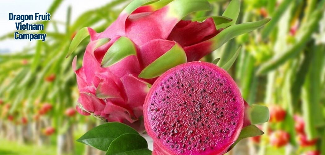 Dragon Fruit Vietnam Company 8