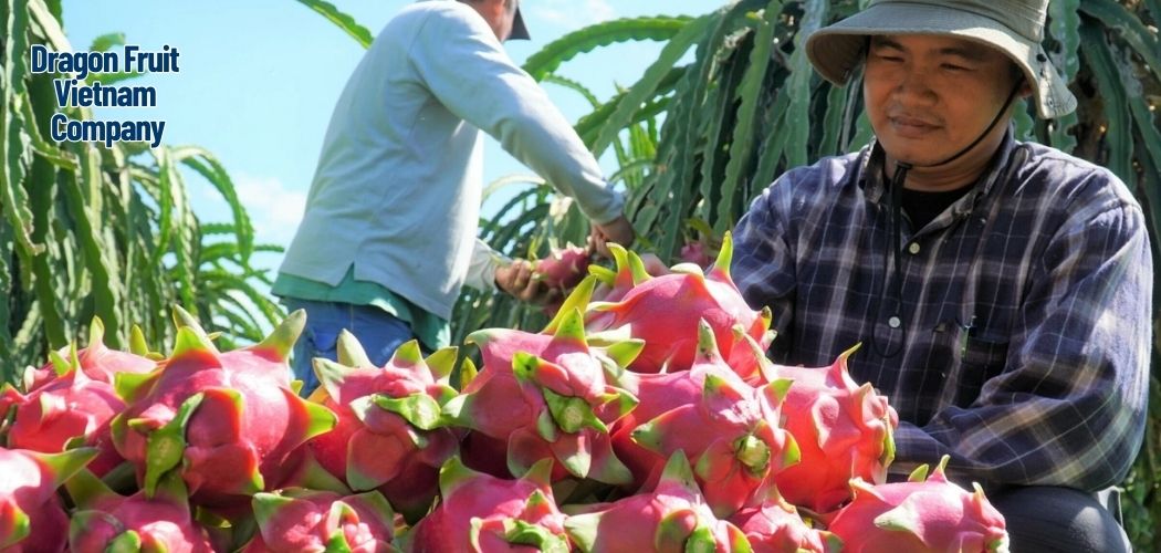 Dragon Fruit Vietnam Company 9