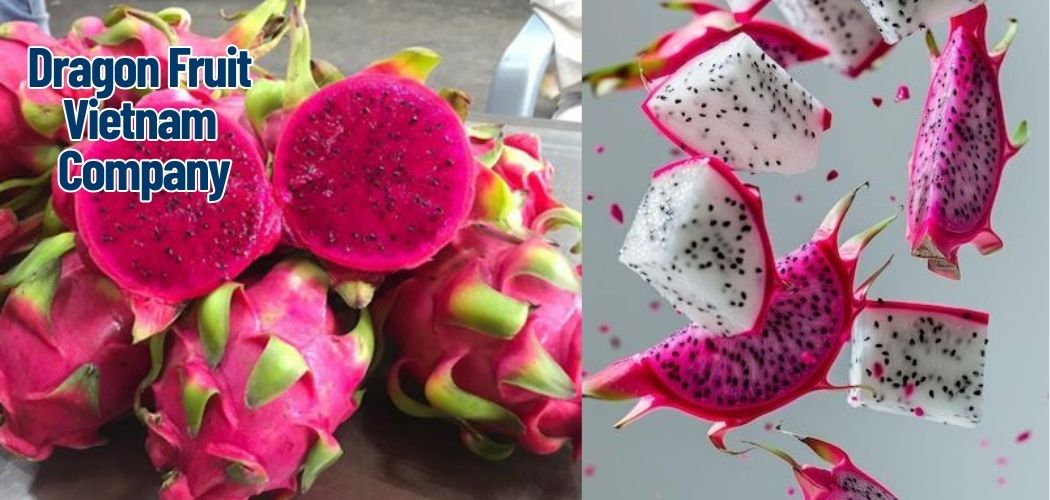 Dragon Fruit Vietnam Company